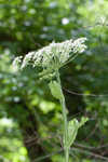 Common cowparsnip